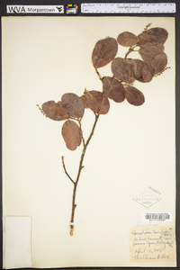 Coccoloba diversifolia image