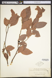 Coccoloba diversifolia image