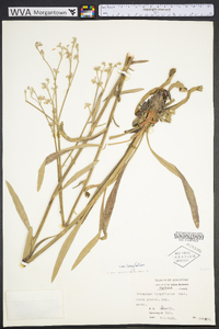 Eriogonum longifolium image