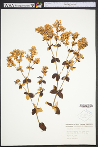 Eriogonum tomentosum image