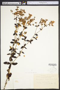 Eriogonum tomentosum image