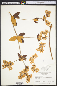 Eriogonum tomentosum image