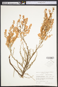 Polygonella americana image