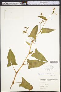 Persicaria arifolia image