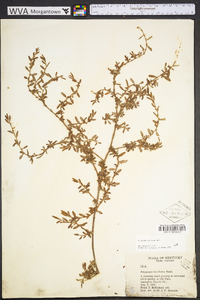 Polygonum aviculare var. buxiforme image