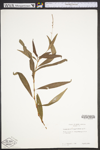 Polygonum setaceum image