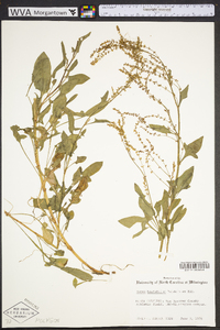 Rumex hastatulus image