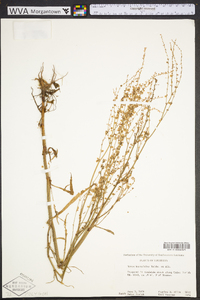 Rumex hastatulus image