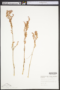 Rumex hastatulus image