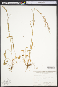 Rumex hastatulus image