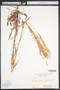 Rumex hastatulus image