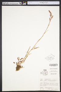 Rumex hastatulus image