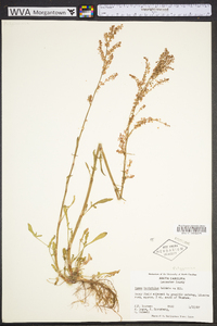 Rumex hastatulus image