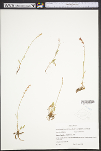 Rumex hastatulus image