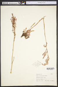 Rumex hastatulus image