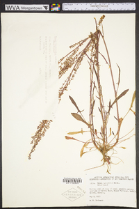 Rumex hastatulus image