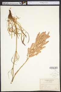 Rumex hastatulus image