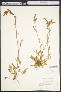 Rumex hastatulus image