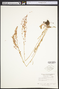 Rumex hastatulus image