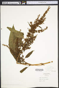 Rumex obtusifolius image