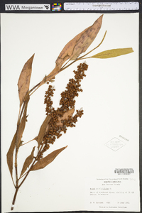 Rumex verticillatus image