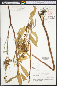 Rumex verticillatus image