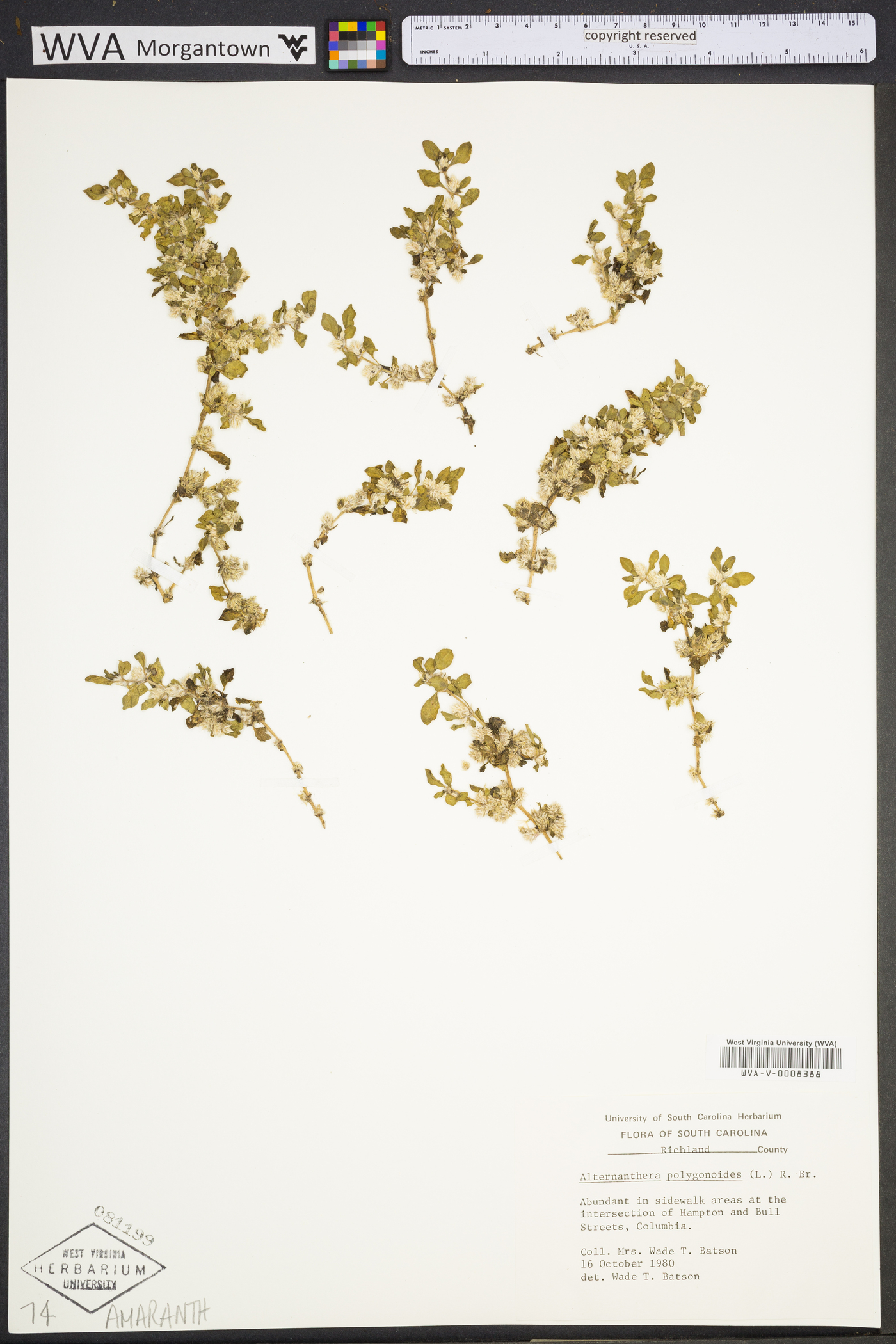 Alternanthera paronychioides image