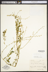 Alternanthera flavescens image