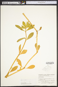 Alternanthera philoxeroides image