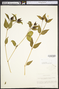 Alternanthera philoxeroides image