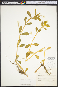 Alternanthera philoxeroides image