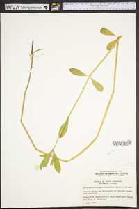 Alternanthera philoxeroides image