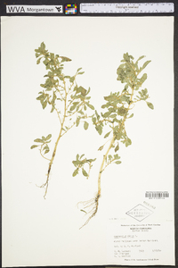 Amaranthus albus image