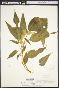 Amaranthus cannabinus image