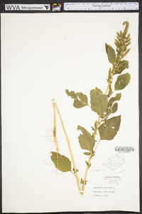 Amaranthus hybridus image