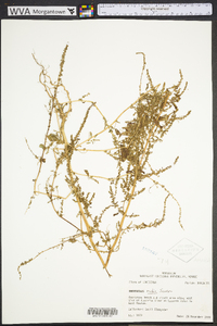 Amaranthus tuberculatus image