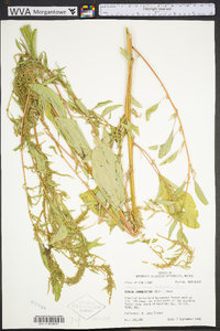 Amaranthus tuberculatus image