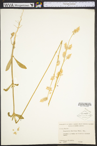 Froelichia floridana image