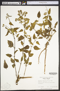 Mirabilis nyctaginea image