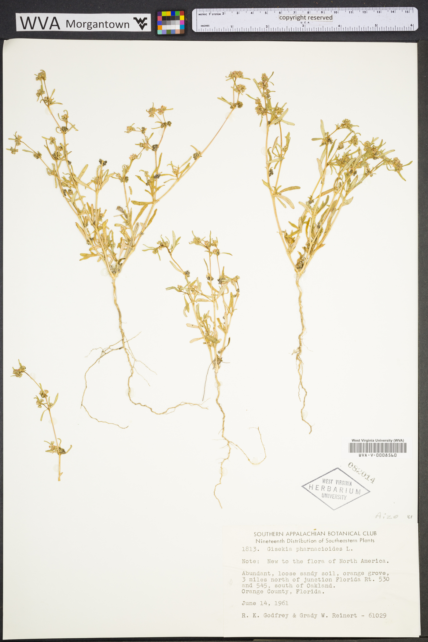 Gisekia pharnacioides image