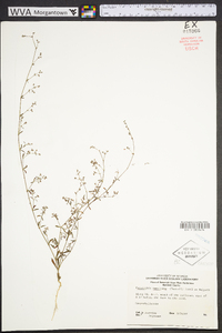 Paronychia americana image