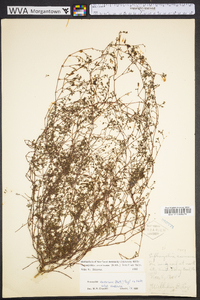 Paronychia americana image