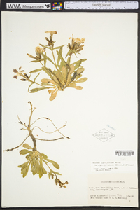 Silene caroliniana image