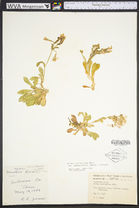 Silene caroliniana image