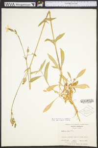 Silene latifolia image