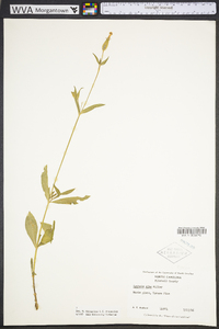 Silene latifolia image