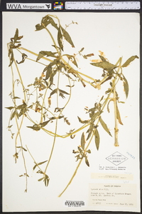 Silene latifolia image