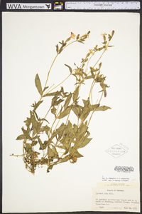 Silene latifolia image