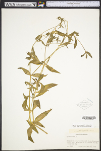 Silene latifolia image