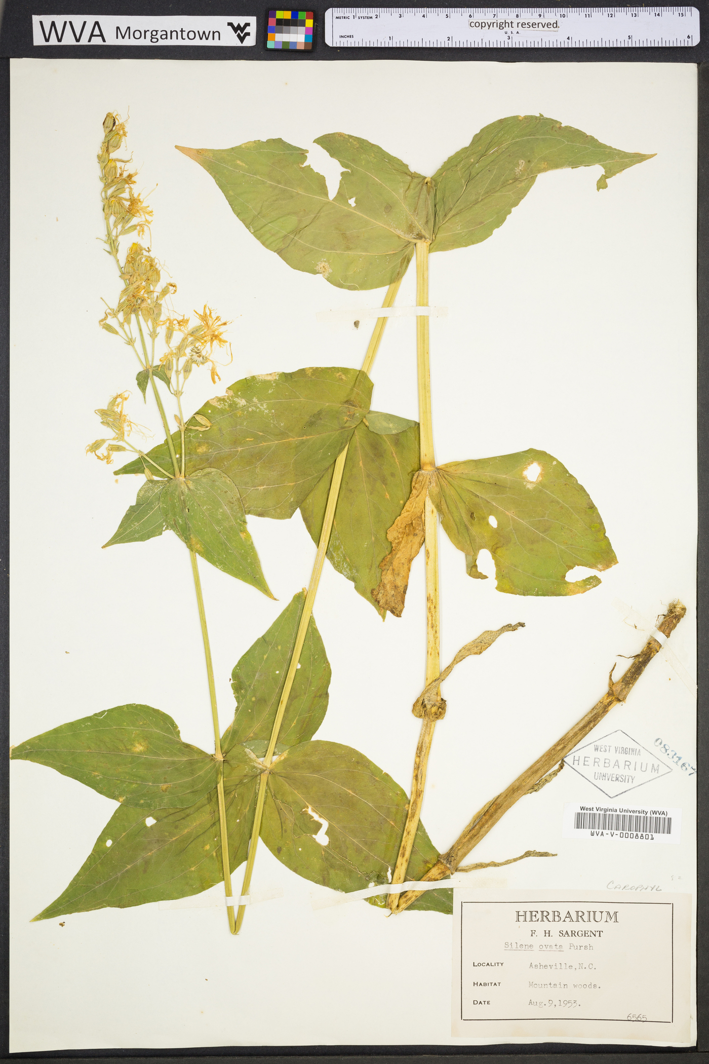 Silene ovata image